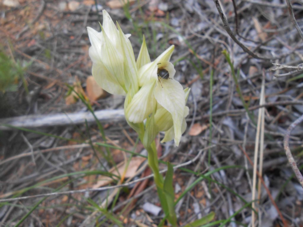 Serapias bianca da identificare